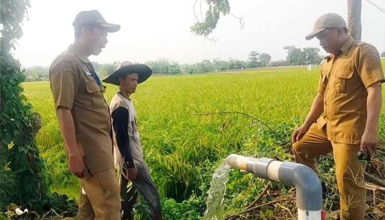 667 Hektare Sawah Terdampak Kemarau, Begini Strategi Pemkab Tangerang Amankan Produksi Beras