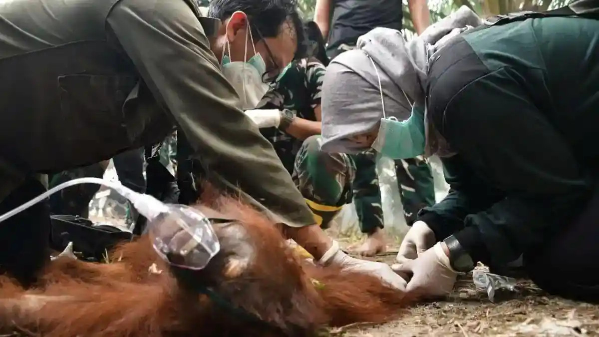 Karhutla Ancam Orangutan Kalimantan: Novita Berjuang Pulih dari Luka Bakar, Sampurna Mati Sesak Napas