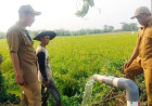 667 Hektare Sawah Terdampak Kemarau, Begini Strategi Pemkab Tangerang Amankan Produksi Beras