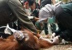 Karhutla Ancam Orangutan Kalimantan: Novita Berjuang Pulih dari Luka Bakar, Sampurna Mati Sesak Napas