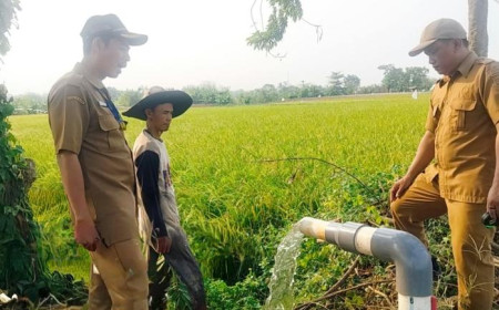 667 Hektare Sawah Terdampak Kemarau, Begini Strategi Pemkab Tangerang Amankan Produksi Beras