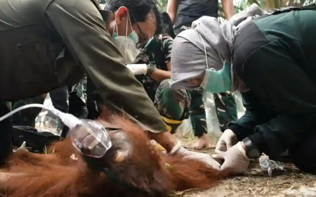Karhutla Ancam Orangutan Kalimantan: Novita Berjuang Pulih dari Luka Bakar, Sampurna Mati Sesak Napas
