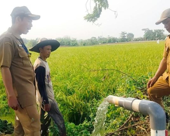 667 Hektare Sawah Terdampak Kemarau, Begini Strategi Pemkab Tangerang Amankan Produksi Beras
