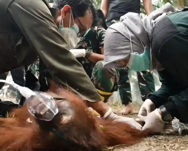 Karhutla Ancam Orangutan Kalimantan: Novita Berjuang Pulih dari Luka Bakar, Sampurna Mati Sesak Napas